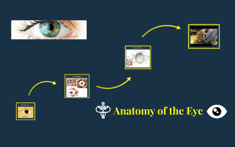 Anatomy of the Eye by Isabel Sanchez on Prezi