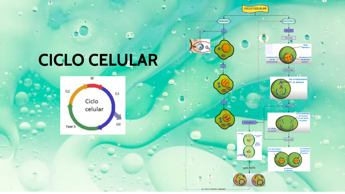 CICLO CELULAR by MARIA JOSE SALAZAR NIEVES on Prezi