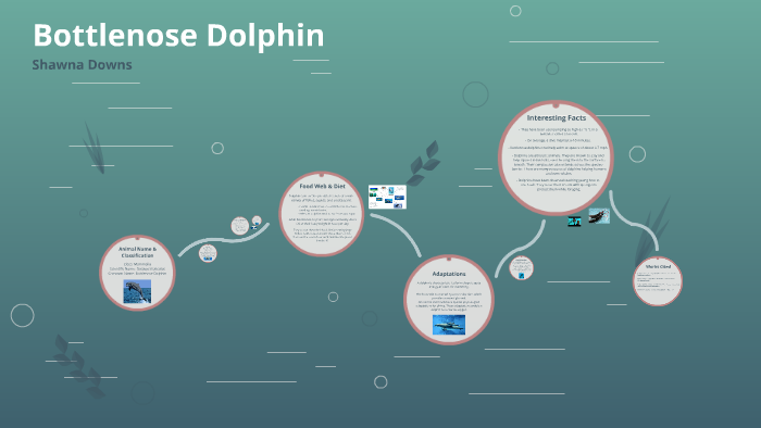 Bottlenose Dolphin by Shawna Downs on Prezi