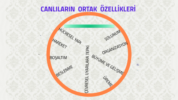 Beslenme Canlilarin Ortak Ozellikleri