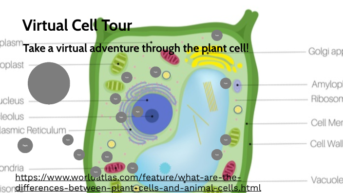 ibiblio virtual cell tour