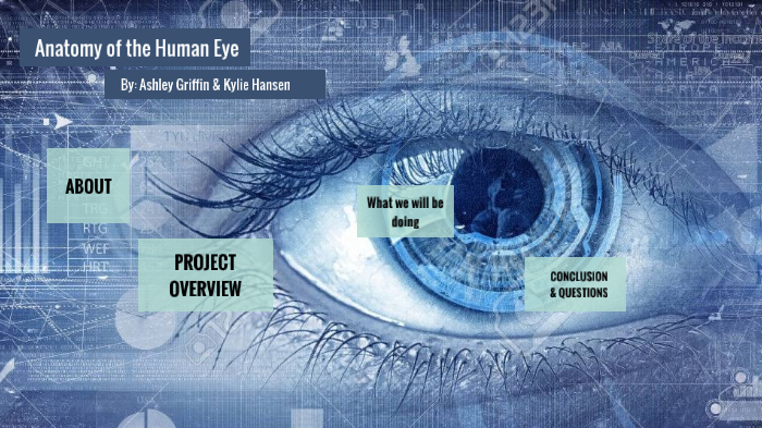 Anatomy of the Human Eye by Ashley Griffin on Prezi