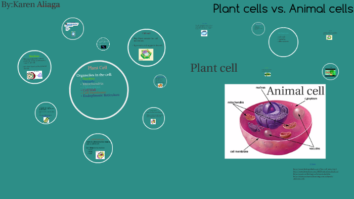 Plant Cells vs Animal Cells by karen aliaga on Prezi