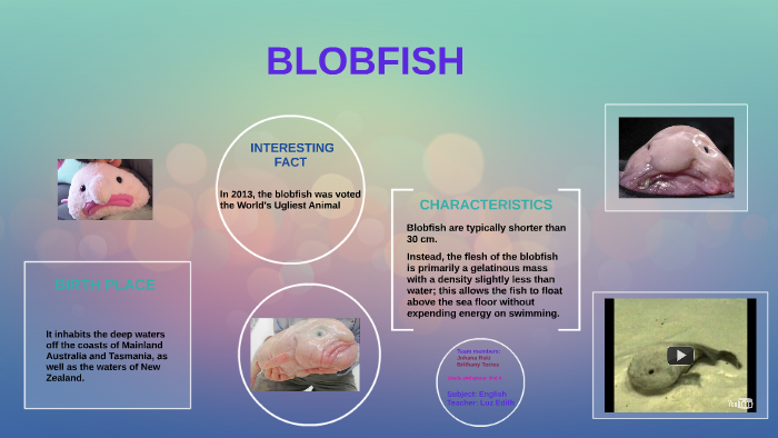 BLOB FISH by Brithany Torres