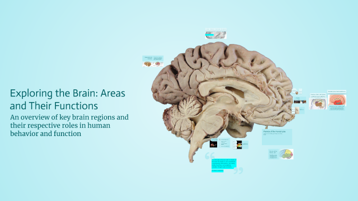 Exploring the Brain: Areas and Their Functions by Hailey Burton on Prezi