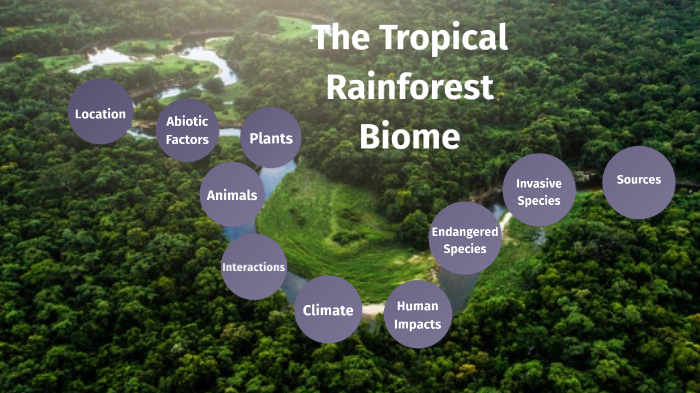 35+ Tropical Rainforest Location And Climate Pics