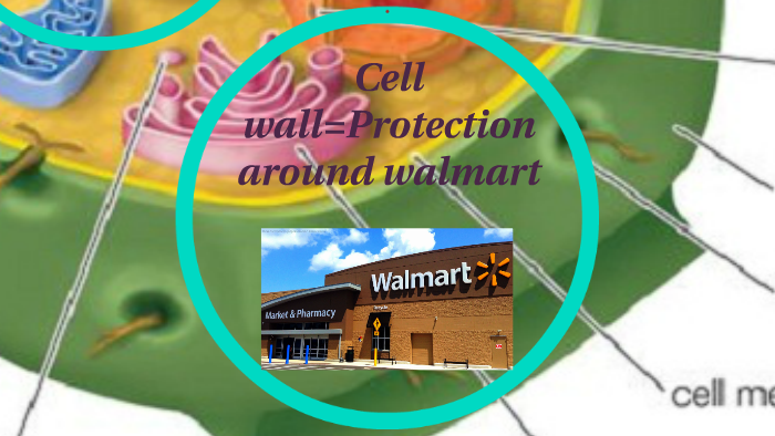 Cell wall the protection around the cell by rachelle edouard on Prezi