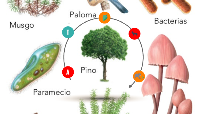 TIPOS DE ALIMENTACION by Ethan Alberto Mirón Blancas