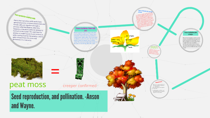 Seed Reproduction And Pollination Anson And Wayne By Anson Sieu