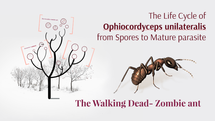 ophiocordyceps unilateralis life cycle