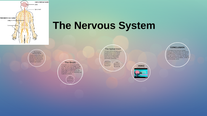 The Nervous System by on Prezi