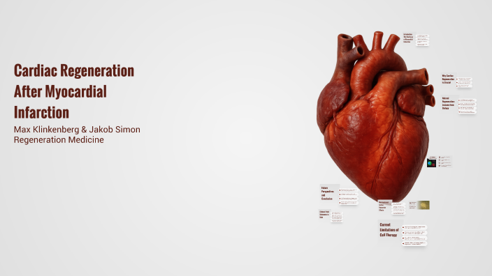 Cardiac Regeneration After Myocardial Infarction by Jakob Simon on Prezi