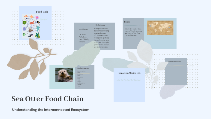 Sea Otter Food Chain by Ava Ver Straate on Prezi Biology Diagrams