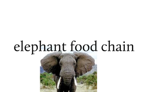 Elephant Food Chain