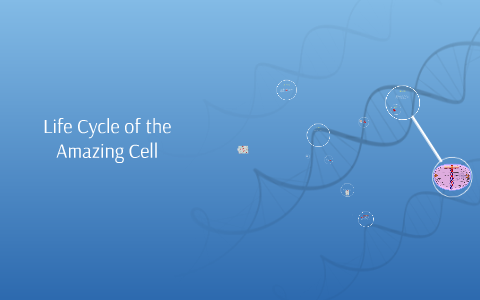 Life Cycle of the Amazing Cell by Dalton Newell on Prezi