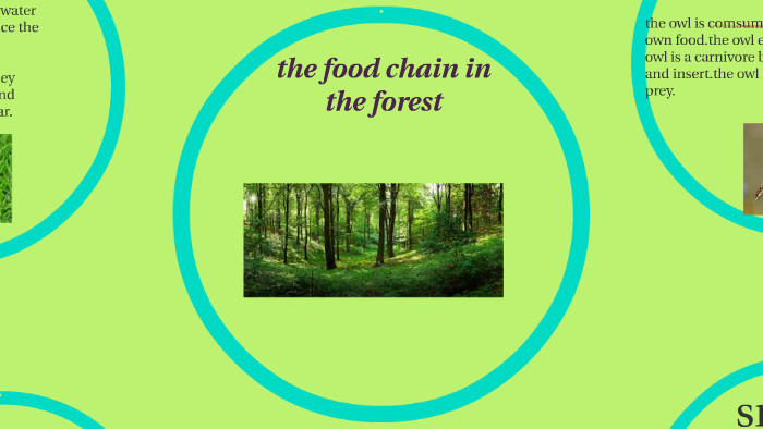food chain by Phong N on Prezi
