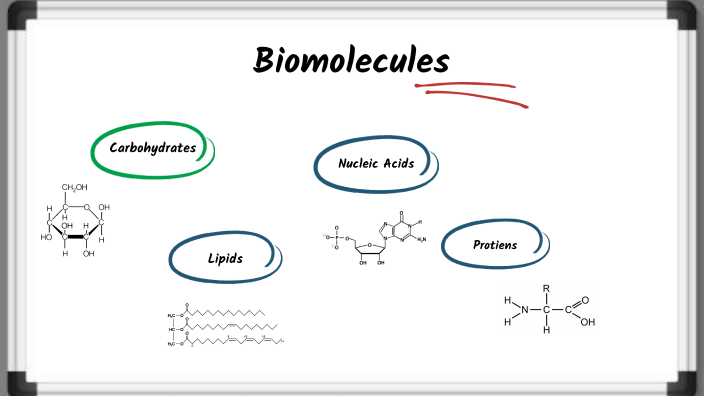 Biomolecules by Zoe Hernandez on Prezi