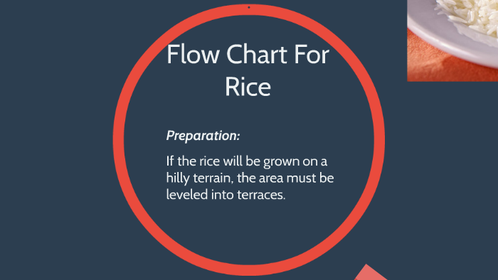 Flow chart for rice by Alessandro Reda on Prezi
