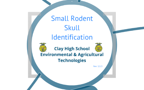 Rodent Skull Identification Chart