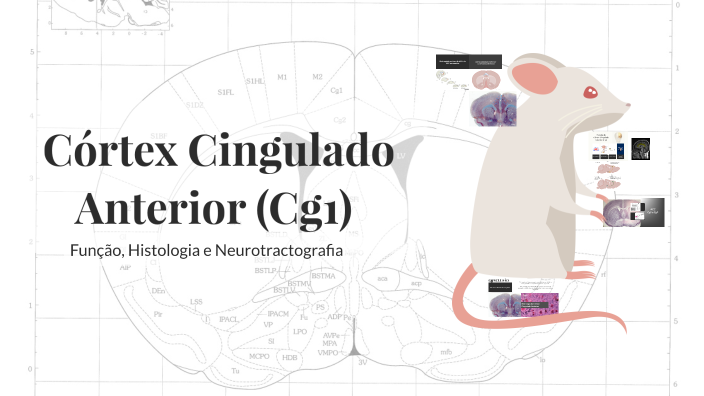 Córtex Cingulado Anterior by Millena Lana Carvalho on Prezi