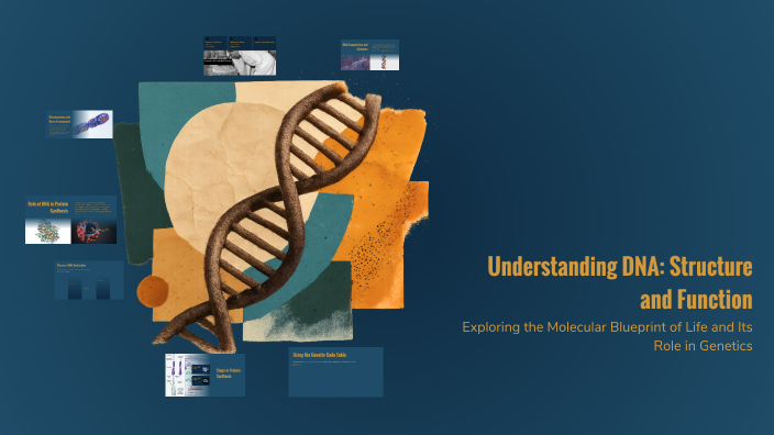 Understanding DNA: Structure and Function by Nicole Regaton on Prezi