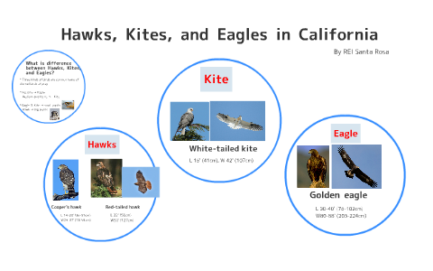 difference between eagle and kite bird