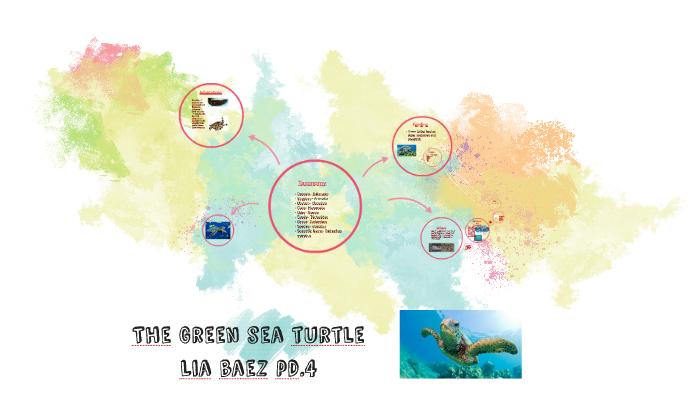 The Green sea turtle by Lia Baez on Prezi