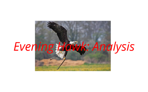 evening hawk analysis