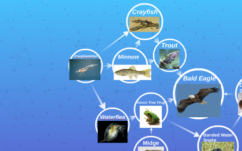 Bald Eagle Food Web by Fermin Bautista on Prezi