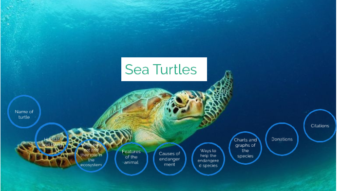 Sea Turtles by Hannah Sonsoucie on Prezi