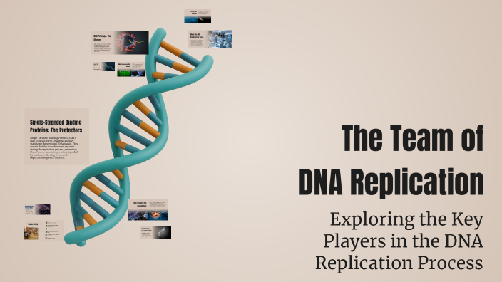 The Team of DNA Replication by Ayham Jebril on Prezi
