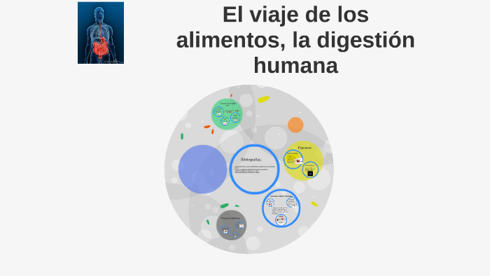 El Viaje De Los Alimentos, La Digestión Humana By Brayan Camilo Rozo Rios