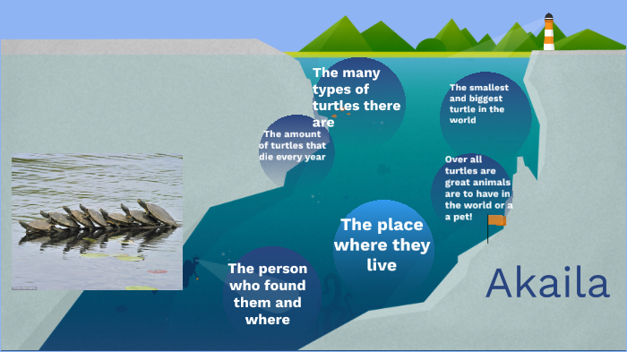 All about turtles by Clarice Trzaskowski on Prezi