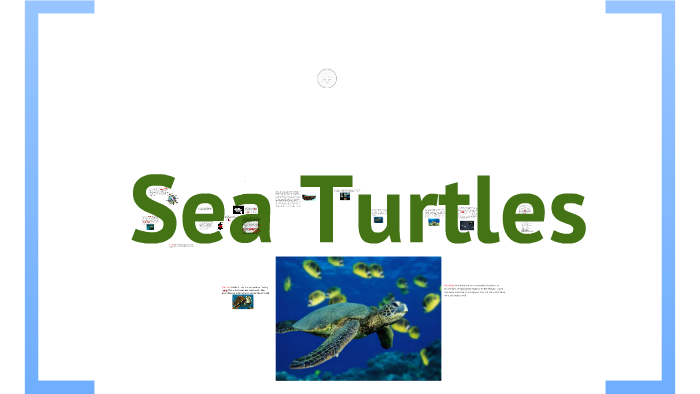 Sea Turtles by Lindsay Connor on Prezi