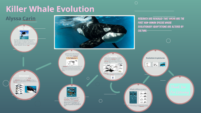 Killer Whale Evolution by Alyssa Carin on Prezi