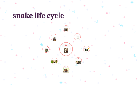 snake life cycle by Stephanie Sumarna on Prezi