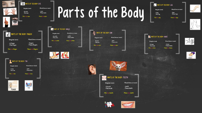 Parts of the Body by Rocio Rodriguez on Prezi