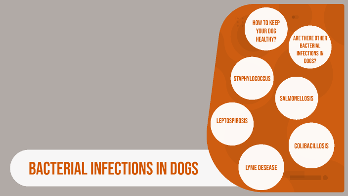 ingles medico by naivy pulido on Prezi