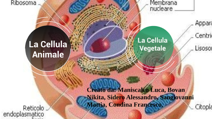 La Cellula by Alessandro Sidero on Prezi