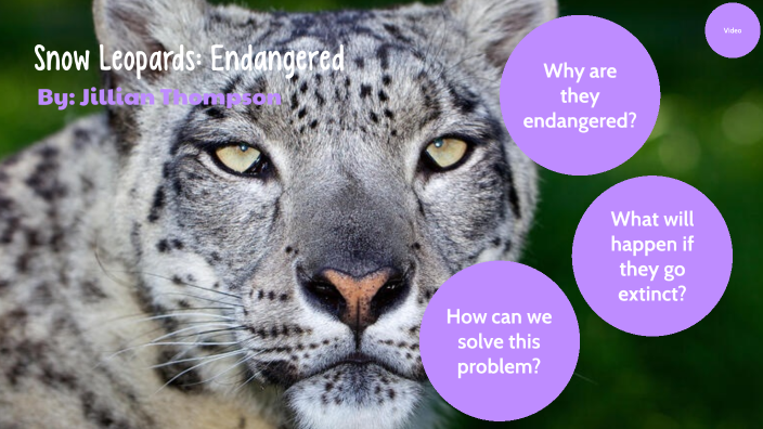 Snow Leopards By Jillian Thompson On Prezi