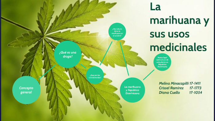 La Marihuana Y Sus Usos Medicinales By Melina Minacapilli On Prezi