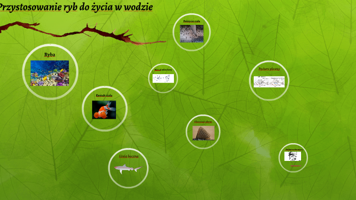 Przystosowanie ryb do życia w wodzie by Gosia Miley on Prezi