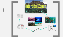 Intertidal Zones By Nina Chromec