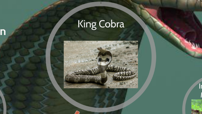 King Cobra Food Chain by Eric Harrison on Prezi