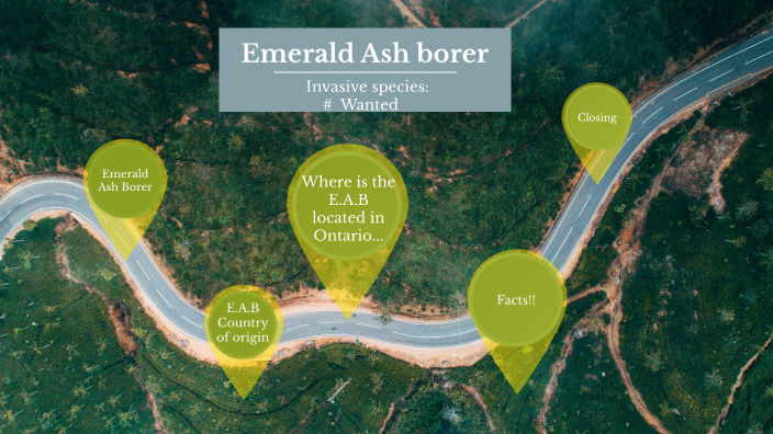 Invasive species project : Emerald ash borer by TANUSHREE RAJESH on Prezi