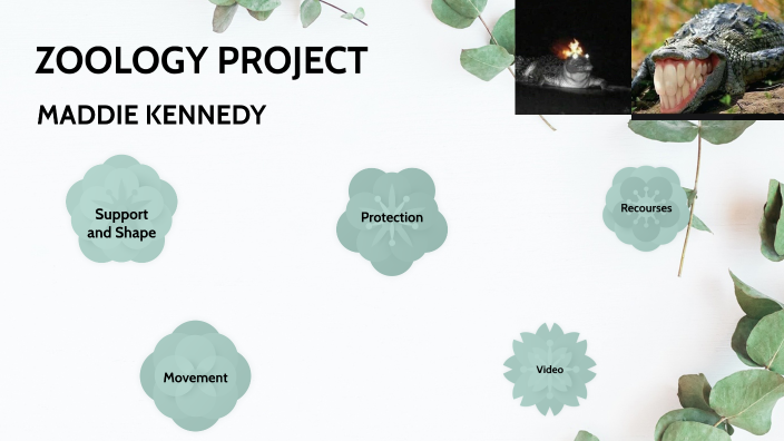 zoology by maddie kennedy on Prezi