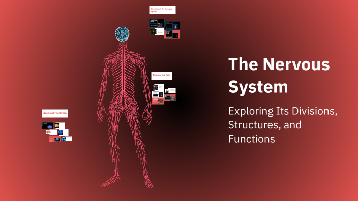 The Nervous System by on Prezi