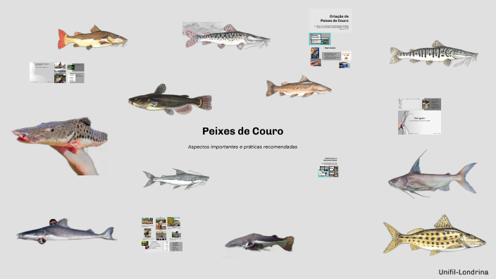 Peixes de Couro by Vitor Hugo Favaro Moreira da Silva on Prezi
