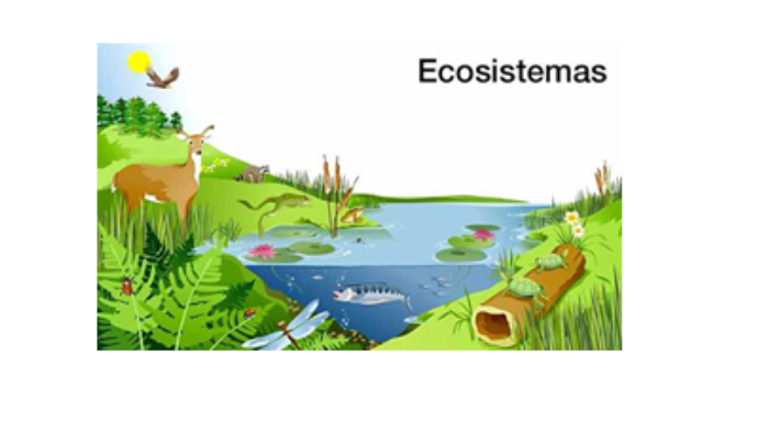 ecocistemas by laura Padilla on Prezi