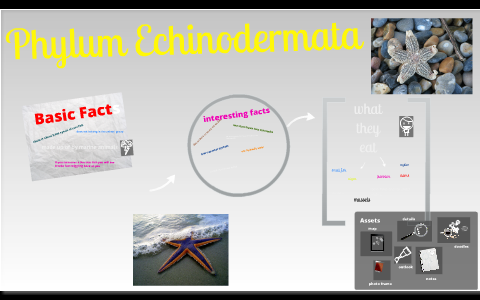 Phylum Echinodermata by Jordan Pair on Prezi